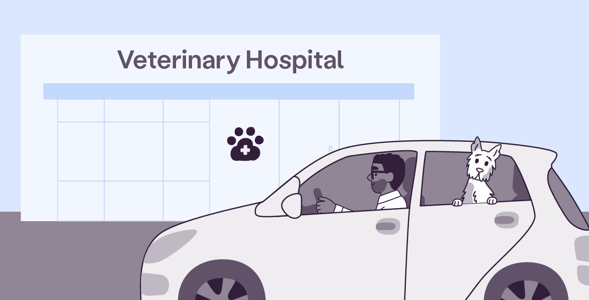 A vector illustration in a large horizontal rectangle, of Clover and Oliver, in an off-white car with a light blue Veterinary Hospital building and a blue sky in the background. The Veterinary Hospital has an aubergine paw icon, with a white cross inside, in the center of the building. The car is on the right, facing to the left. Oliver is in the front seat, driving, facing left, and smiling. Clover is on the back window, with his head out and tilted to the right, looking at you. 
